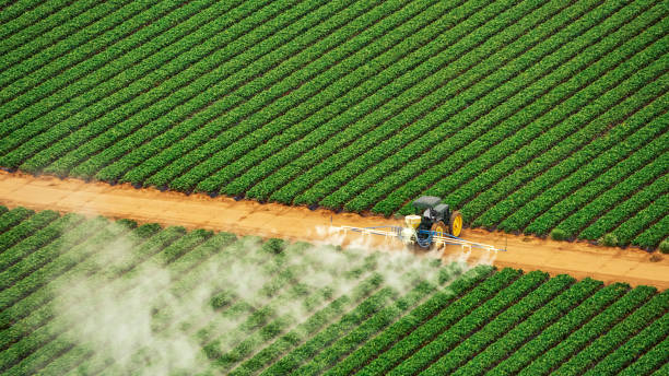 Pest Prevention Services in Thomasboro, IL