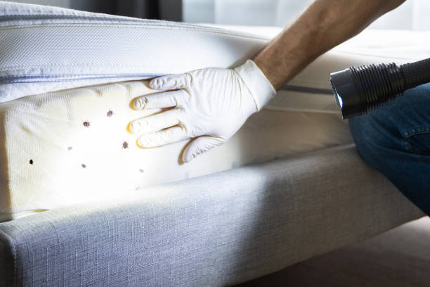 Best Wasp Removal Services  in Thomasboro, IL