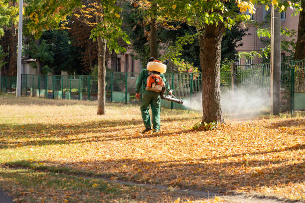 Flea Control Services in Thomasboro, IL