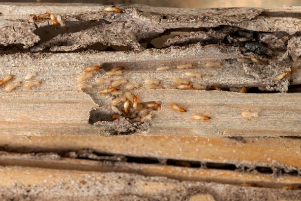 Best Spider Control Near Me  in Thomasboro, IL