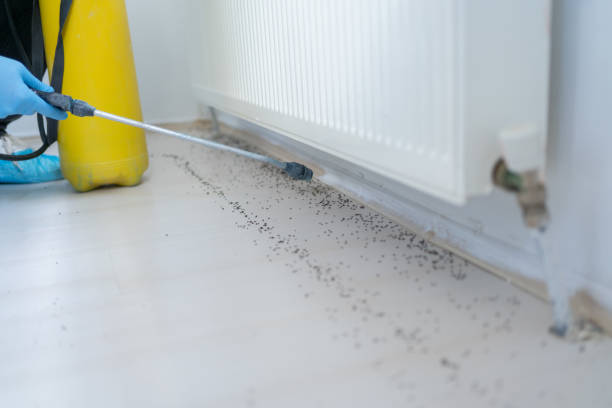 Best Cockroach Control Services  in Thomasboro, IL