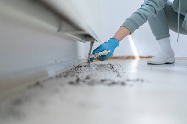 Best Bed Bug Extermination  in Thomasboro, IL